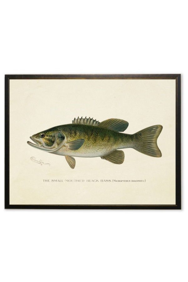 Antique Curiosities Small-Mouthed Black Bass Print