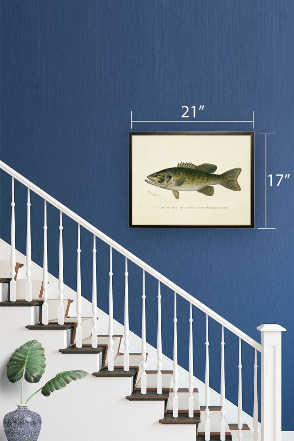 Antique Curiosities Small-Mouthed Black Bass Print