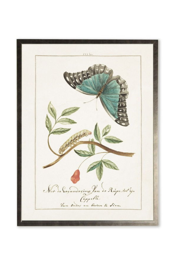 Antique Curiosities Butterfly and Caterpillar Framed Print
