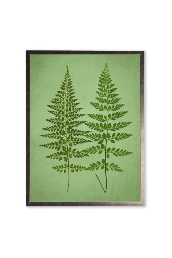 Antique Curiosities Ferns in Silver Frame Framed Print