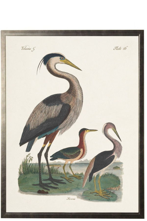 Antique Curiosities Herons Framed Print