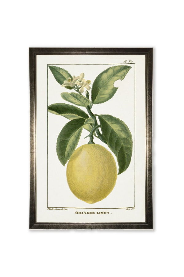 Antique Curiosities Lemon Plant in Silver Frame Print