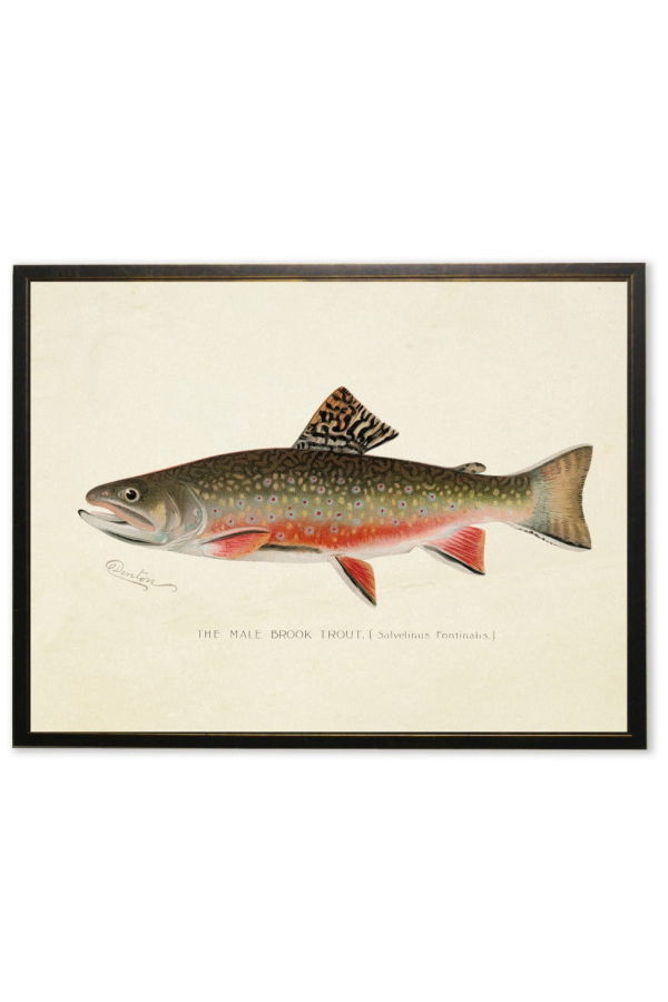 Antique Curiosities Male Brook Trout Print in Copper and Black Frame Print