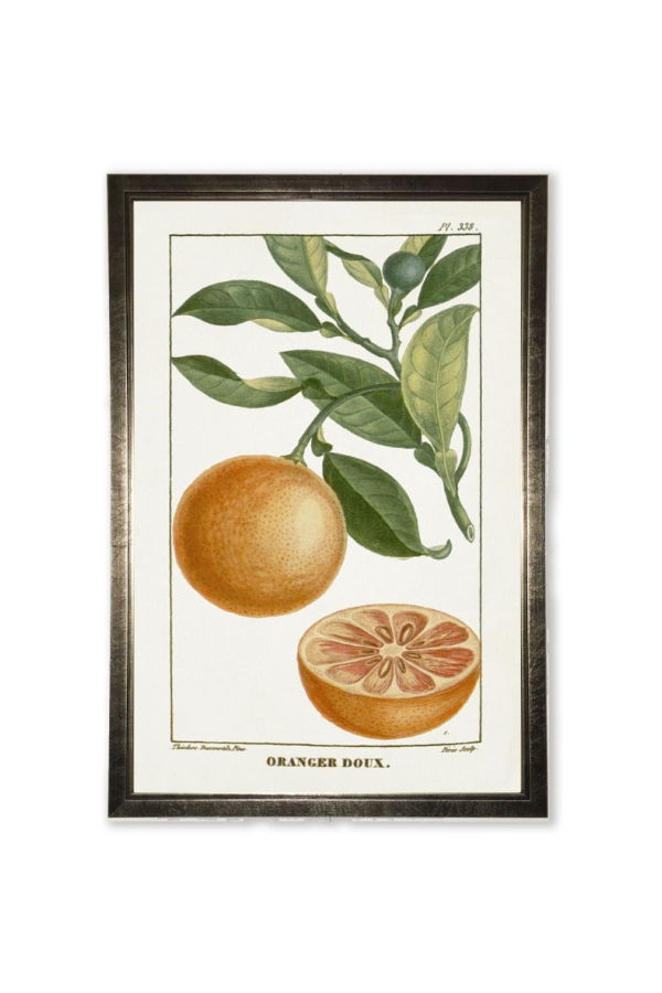 Antique Curiosities Orange Plant in Silver Frame Framed Print