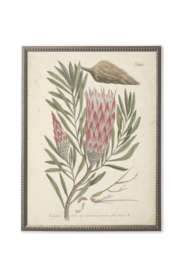 Antique Curiosities Pink Flower in Silver-Beaded Frame Framed Print