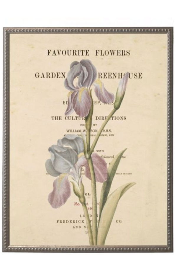 Antique Curiosities Purple Flower on Book Page Framed Print