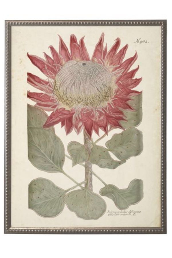 Antique Curiosities Red Flower in Silver-Beaded Frame Framed Print