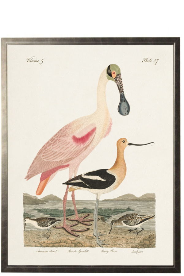 Antique Curiosities Spoonbill Birds Framed Print