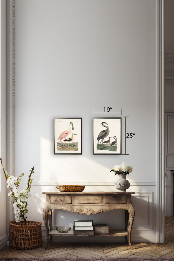 Antique Curiosities Spoonbill Birds Framed Print