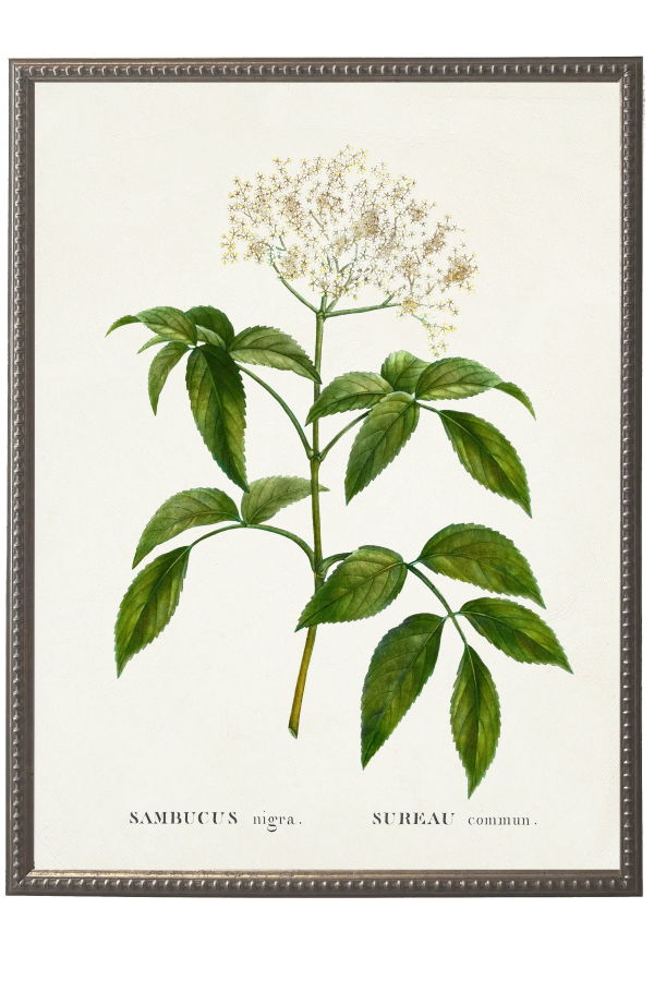 Antique Curiosities Surreau White Flower on White Background Framed Wall Art