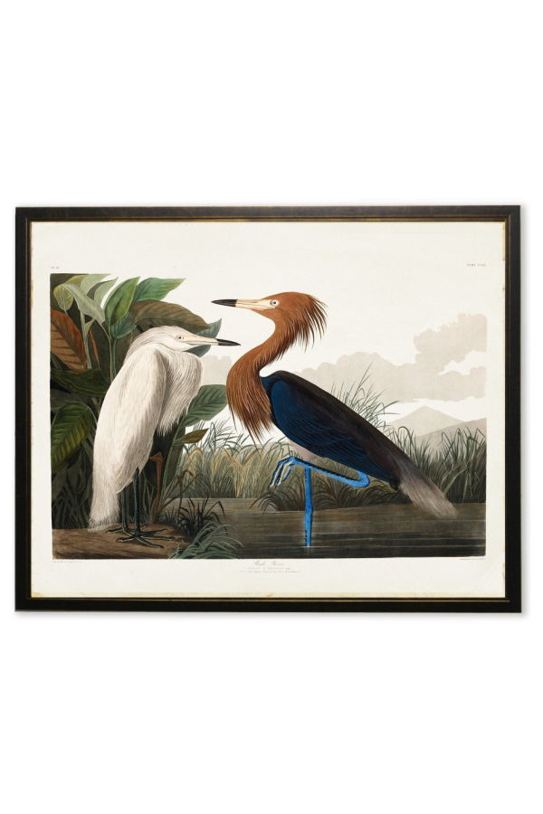 Antique Curiosities Two Herons Framed Print