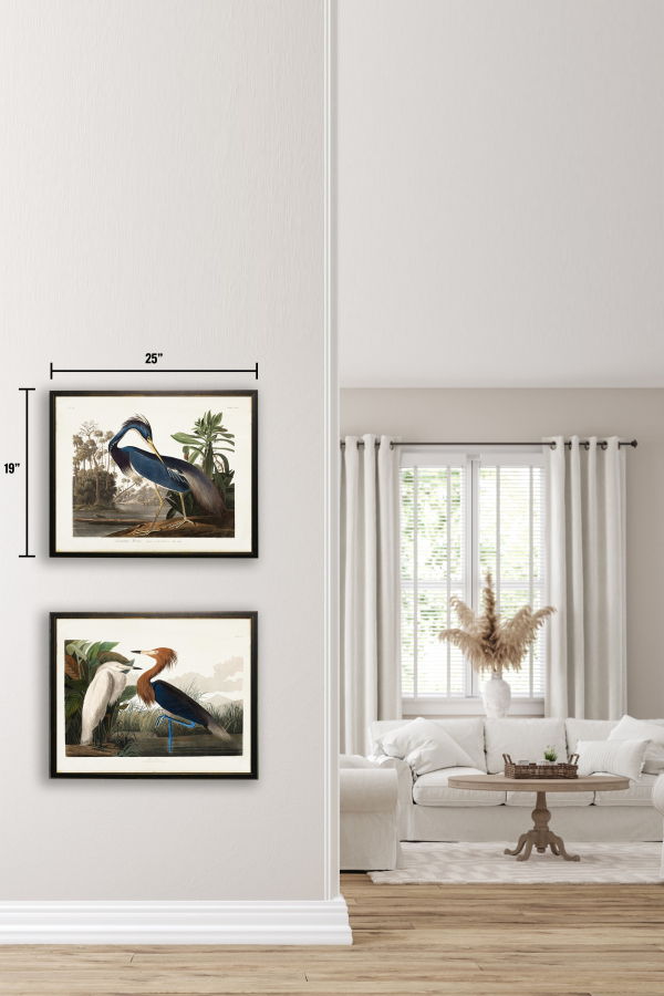 Antique Curiosities Two Herons Framed Print