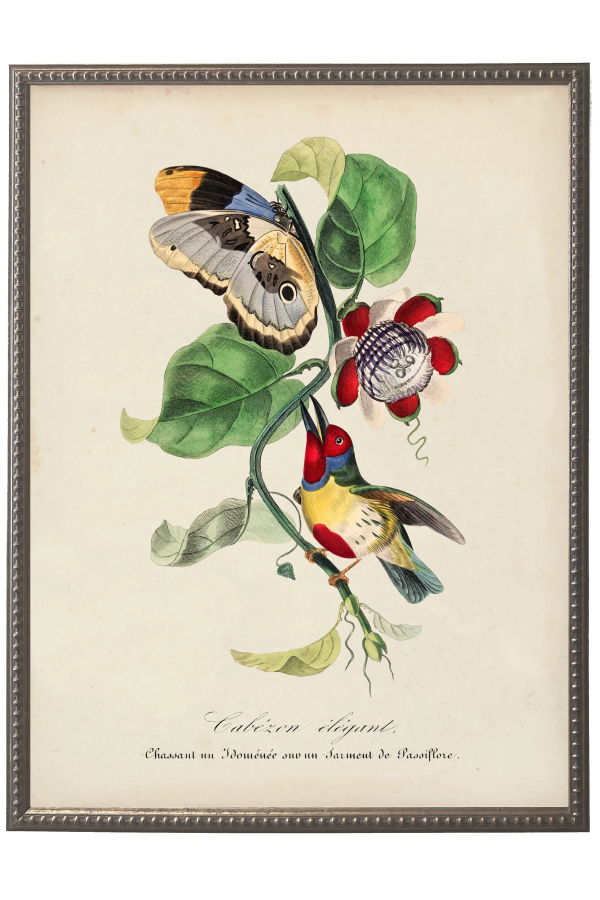 Antique Curiosities Vintage Barbet and Flower Print on a Distressed Background in a Beaded Pewter Frame