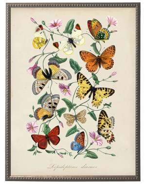 Antique Curiosities Vintage Butterflies and Flower Print on a ...