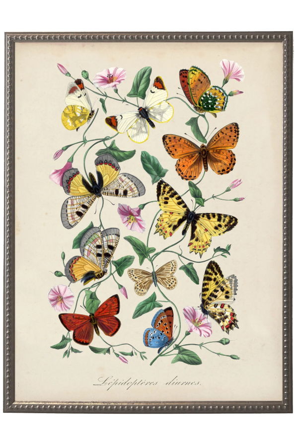 Antique Curiosities Vintage Butterflies and Flower Print on a Distressed Background in a Beaded Pewter Frame
