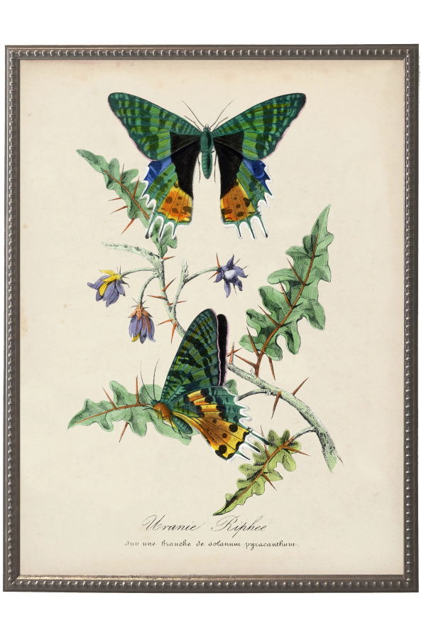 Antique Curiosities Vintage Butterflies and Flower Print Framed Print