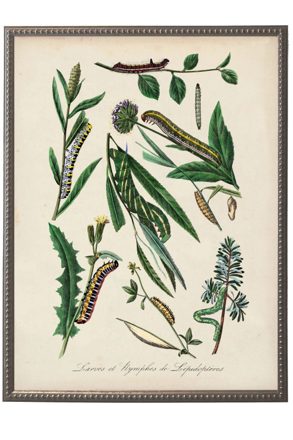 Antique Curiosities Vintage Caterpillar and Flower Print on a Distressed Background in a Beaded Pewter Frame