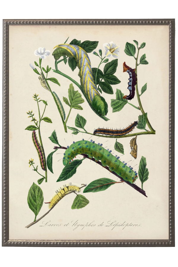 Antique Curiosities Vintage Caterpillar and Flower Print in Beaded Pewter Frame
