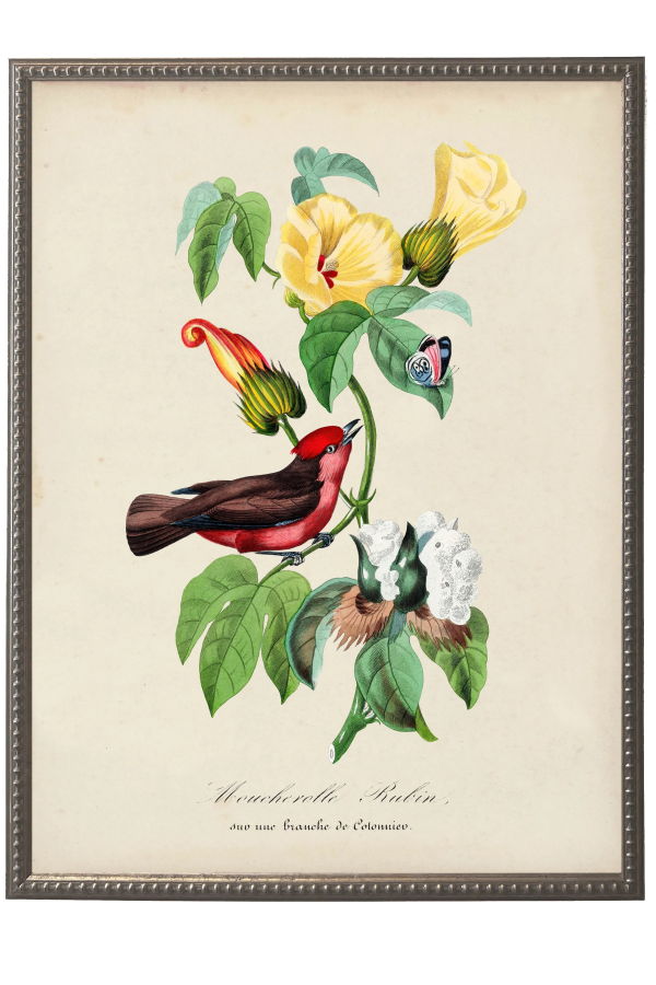 Antique Curiosities Vintage Flycatcher and Flower Print Beaded Pewter Framed Print