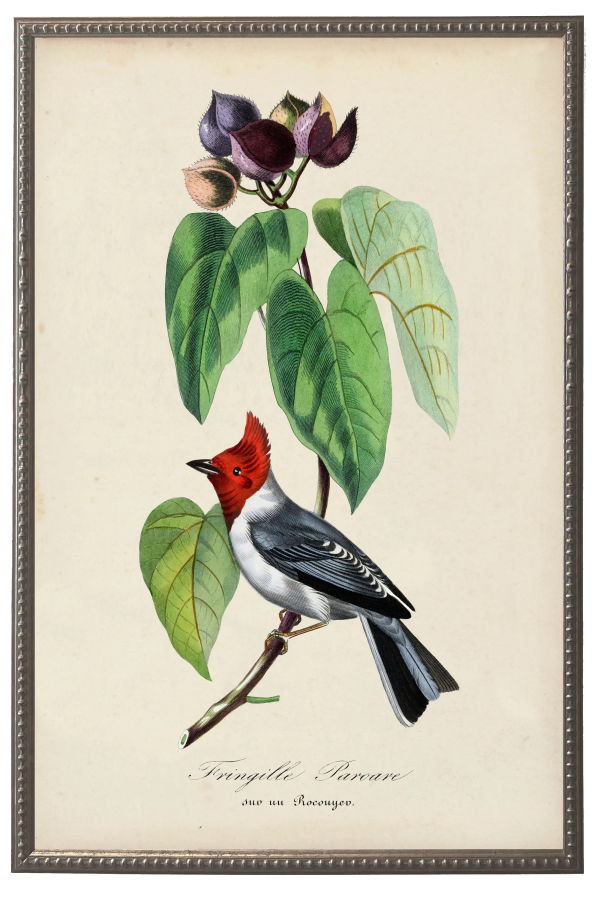 Antique Curiosities Vintage Fringilla and Flower Print on a Distressed Background in a Beaded Pewter Frame