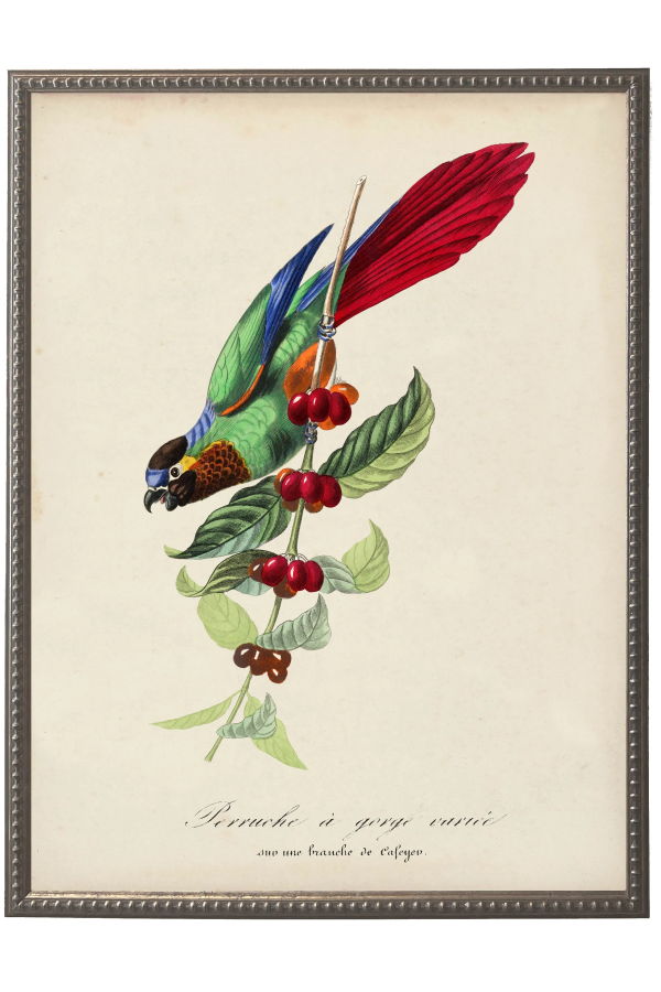 Antique Curiosities Vintage Parakeet and Flower Print on a Distressed Background in a Beaded Pewter Frame