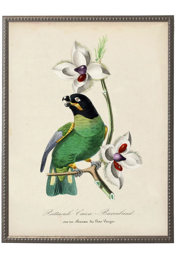 Antique Curiosities Vintage Parakeet and Flower Print in Beaded Pewter Frame