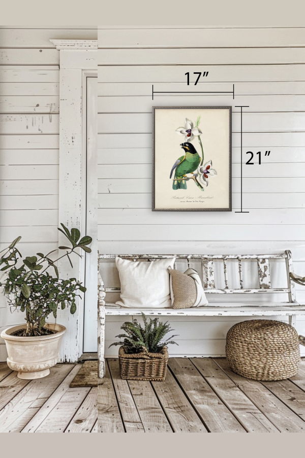 Antique Curiosities Vintage Parakeet and Flower Print in Beaded Pewter Frame