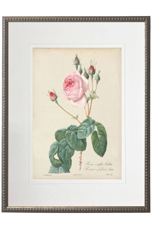 Antique Curiosities Vintage Pink Rose Print Matted in a Cream Mat in a Beaded Pewter Frame