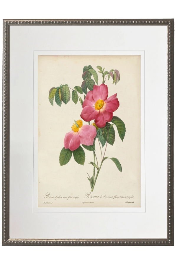 Antique Curiosities Vintage Pink Rose Print