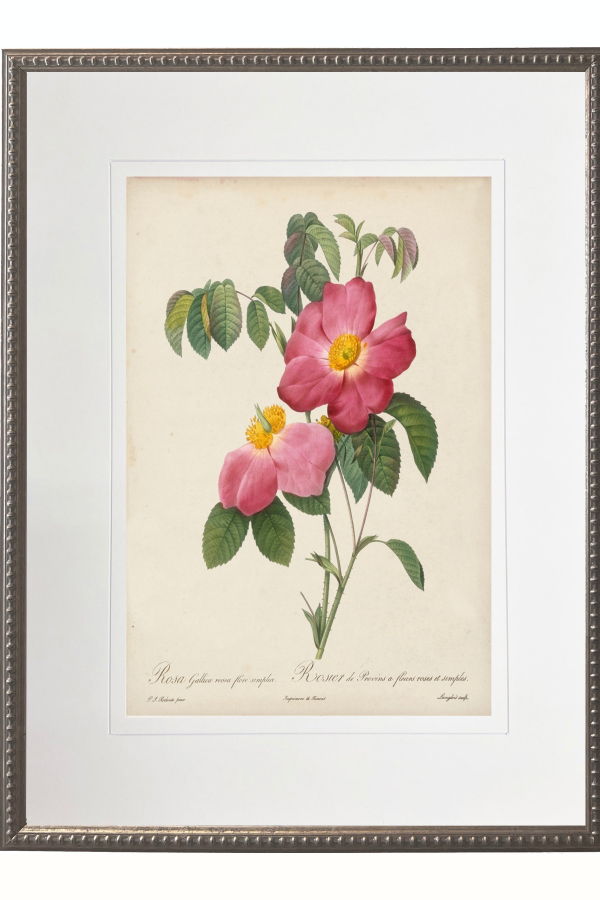 Antique Curiosities Vintage Pink Rose Print