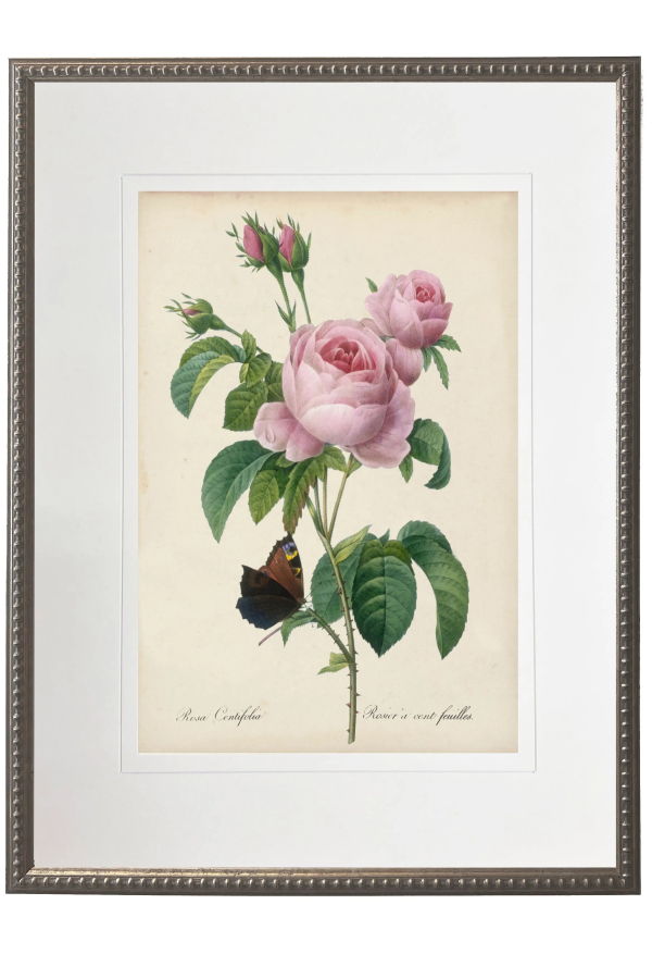Antique Curiosities Vintage Pink Rose Print Matted in a Cream Mat in a Beaded Pewter Frame