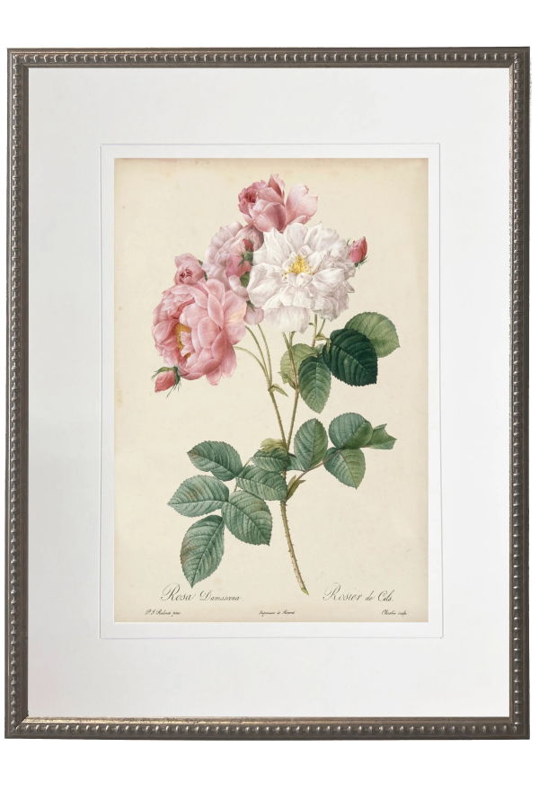Antique Curiosities Vintage Pink Rose Print Framed Print
