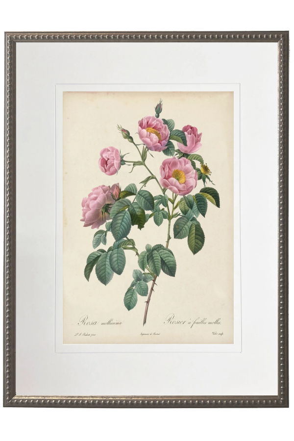 Antique Curiosities Vintage Pink Rose Print