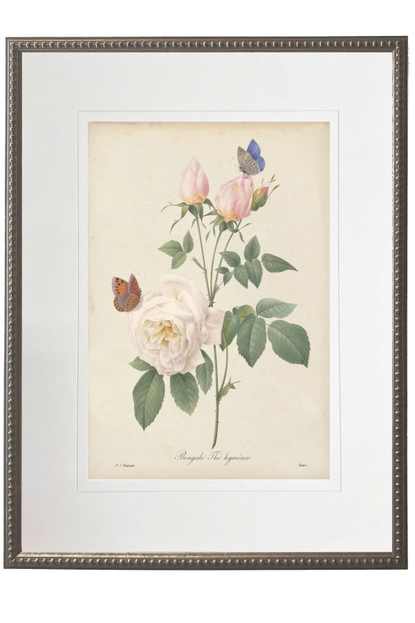 Antique Curiosities Vintage Pink Rose Print Matted in a Cream Mat in a Beaded Pewter Frame