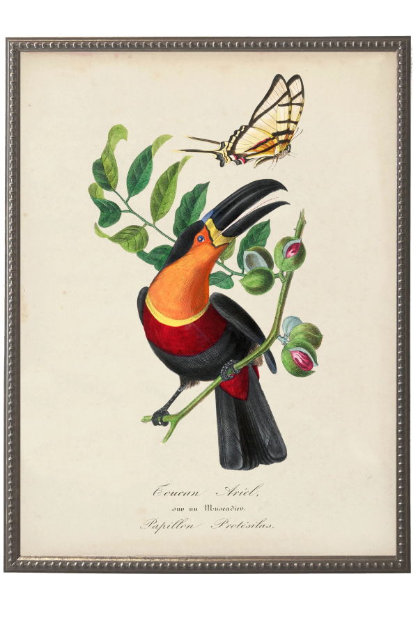 Antique Curiosities Vintage Toucan and Flower Print on a Distressed Background in a Beaded Pewter Frame
