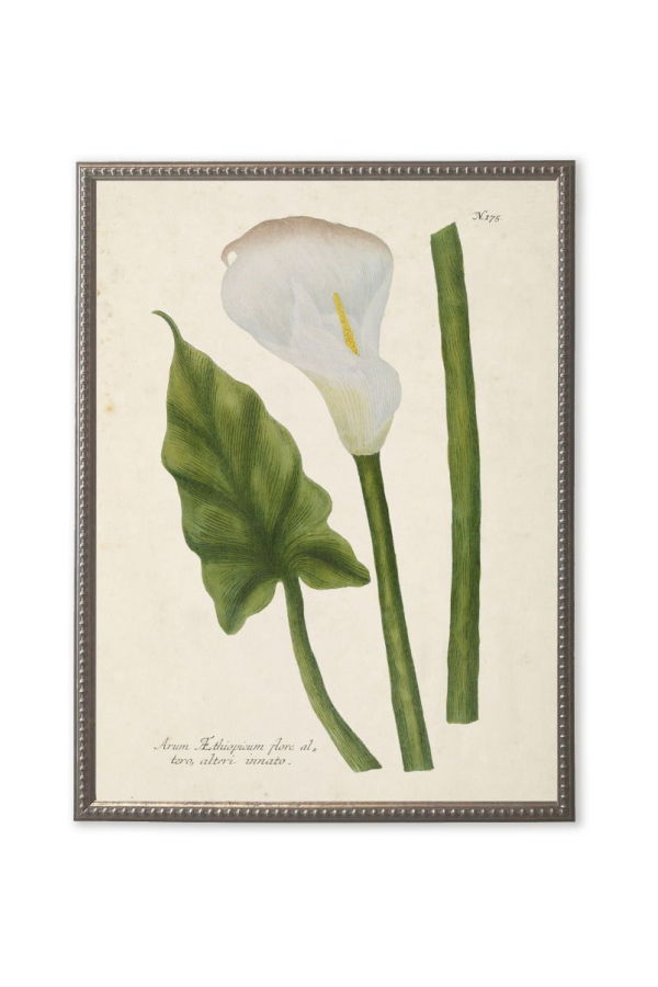 Antique Curiosities White Flower, Leaf, and Stem Framed Print