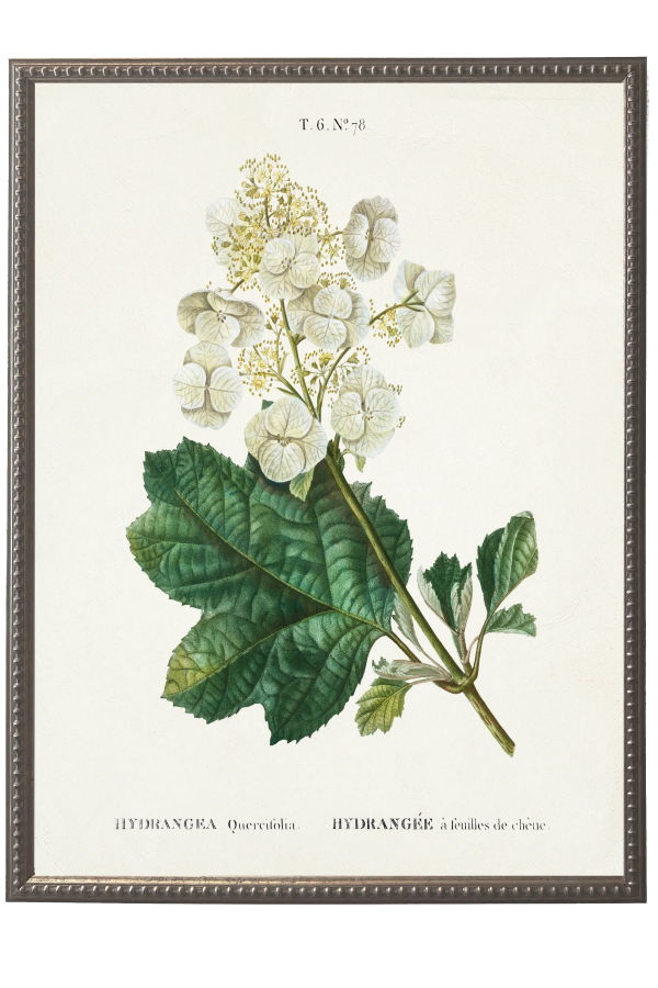 Antique Curiosities White Hydrangea on White Background Framed Art