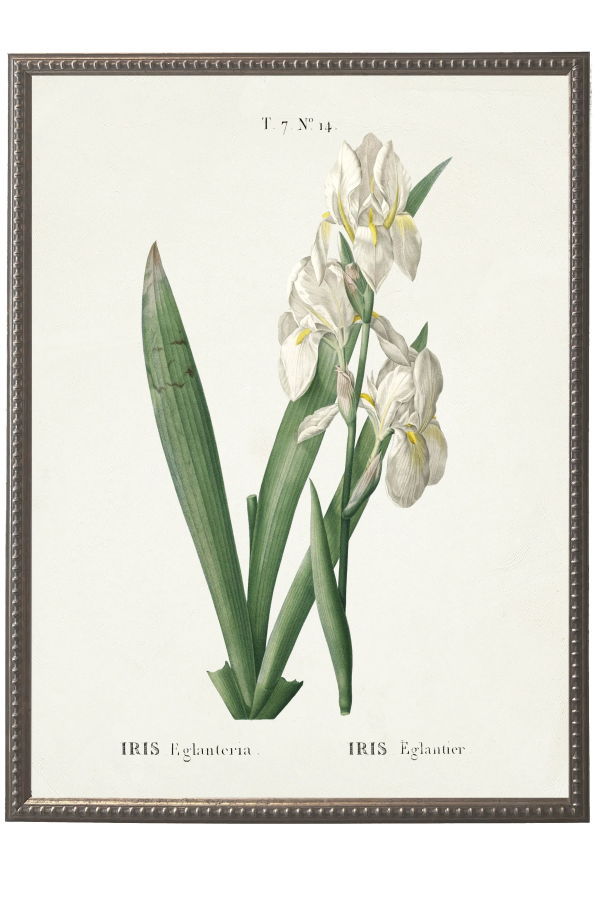 Antique Curiosities White Iris on White Background Framed Wall Art