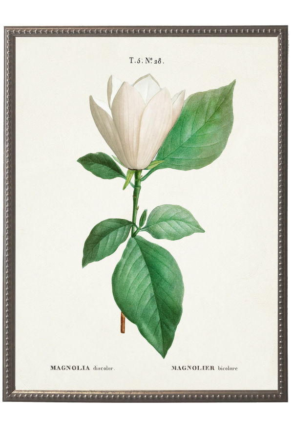 Antique Curiosities White Magnolia on White Background Framed Wall Art