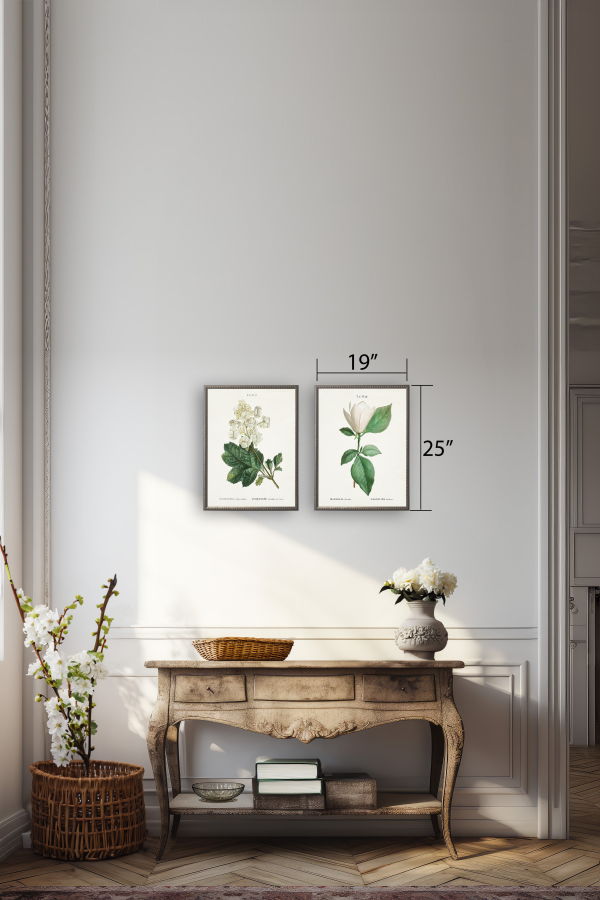 Antique Curiosities White Magnolia on White Background Framed Wall Art