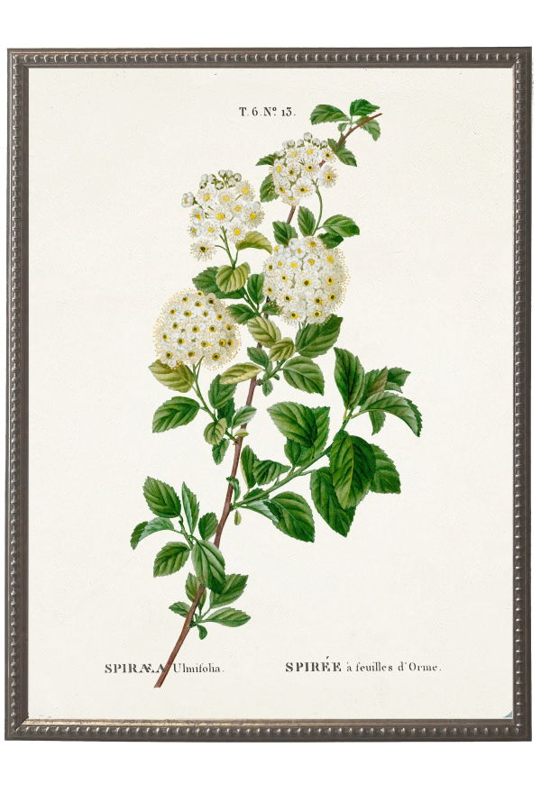 Antique Curiosities White Spirea on White Background Framed Art