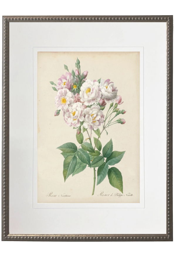 Antique Curiosities Vintage Pink Rose Print Framed Print