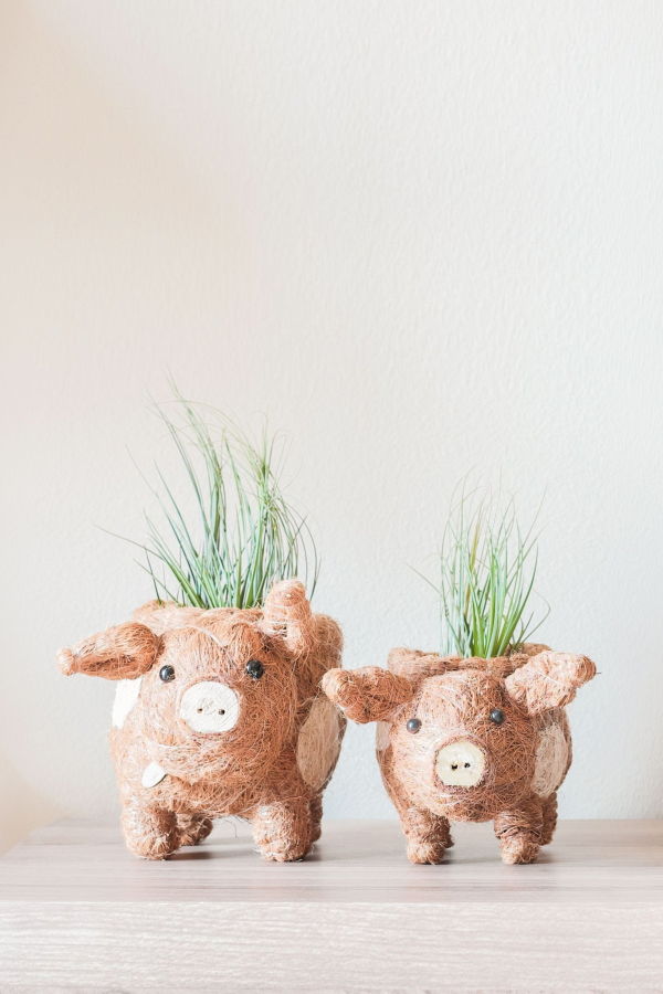 LIKHA Baby Pig Succulent Pot Planter