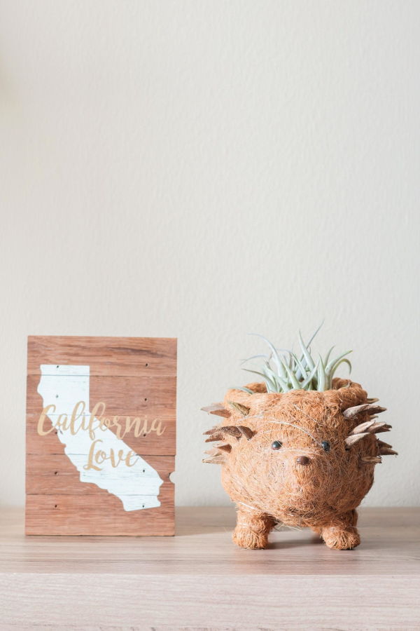 LIKHA Hedgehog Coco Planter