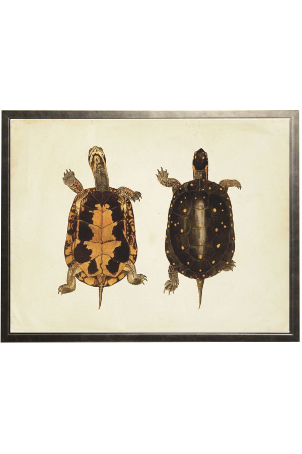 Antique Curiosities Pair of Turtles Print in a Pewter Frame 20x16 Framed Print