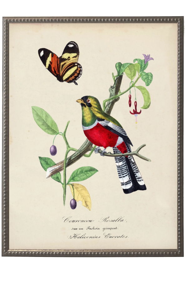 Antique Curiosities Vintage Crimson Rosella and Flower Framed Print