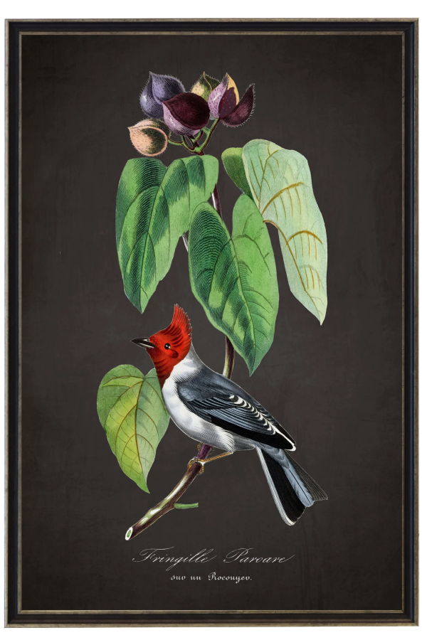 Antique Curiosities Vintage Fringilla and Flower Print Framed Print 16x20