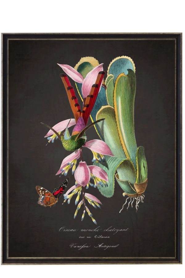 Antique Curiosities Vintage Hummingbird and Flower Print Framed Print