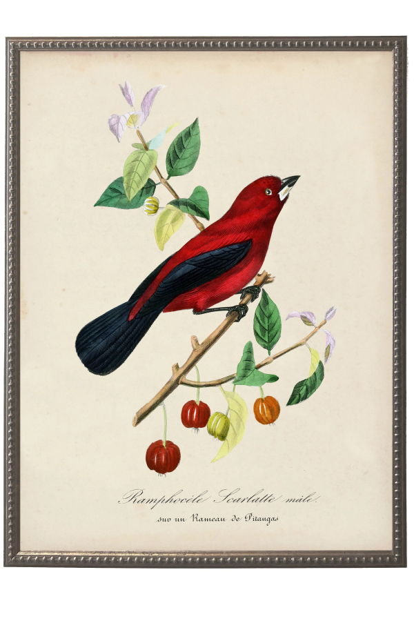 Antique Curiosities Vintage Raphocelus and Flower Print Framed Print
