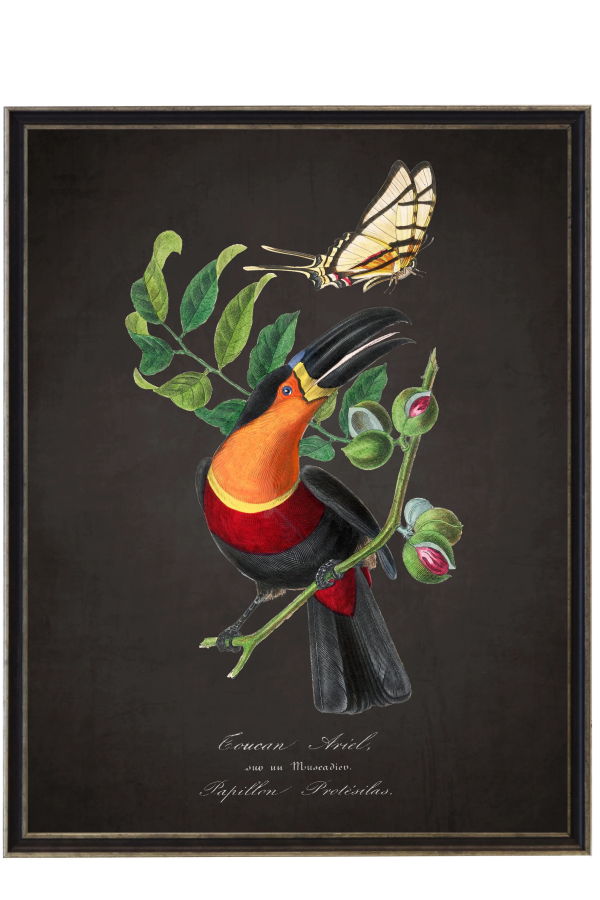 Antique Curiosities Vintage Toucan and Flower Print Framed Print